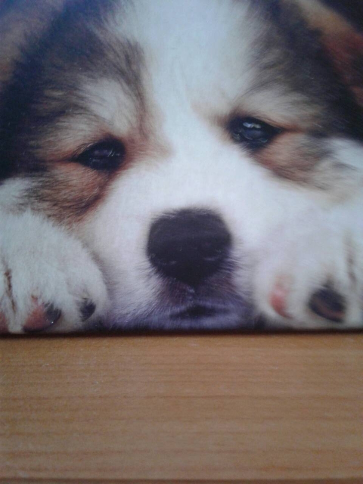 Puppy