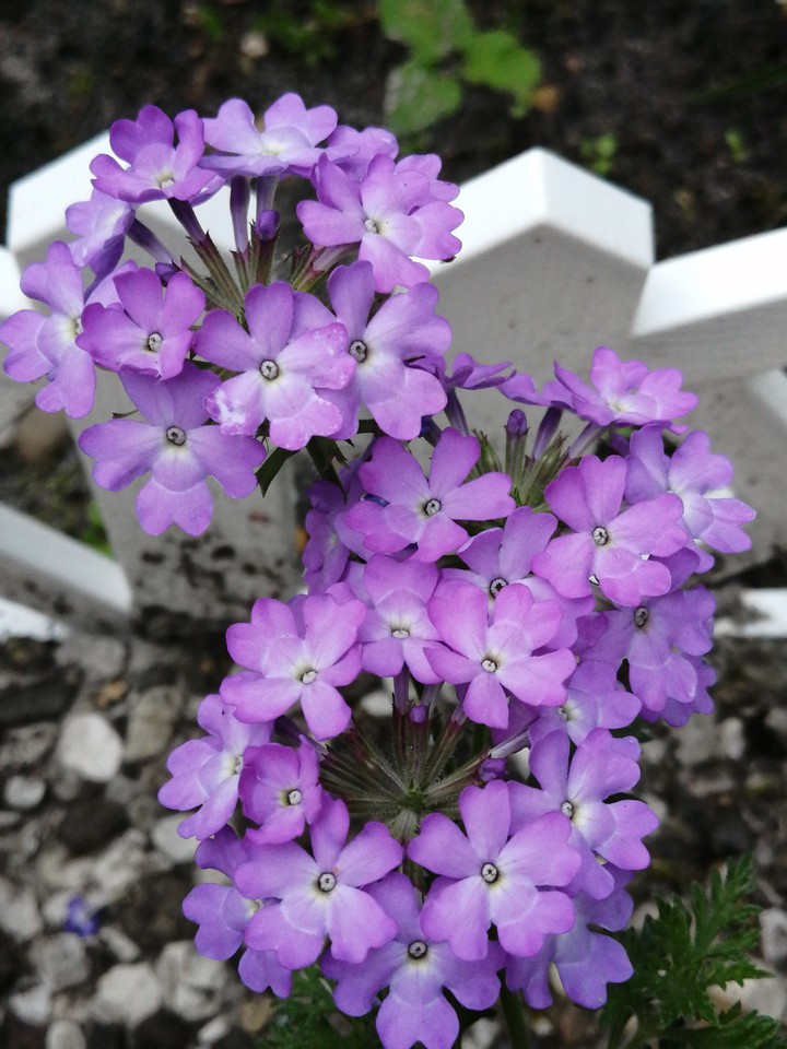 Blume