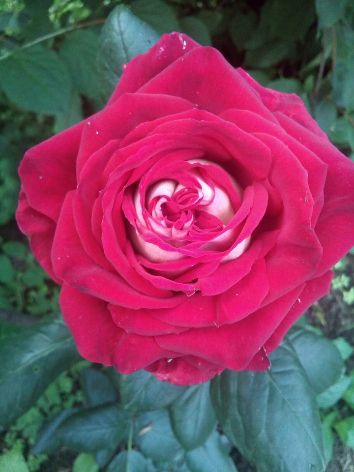 red rose
