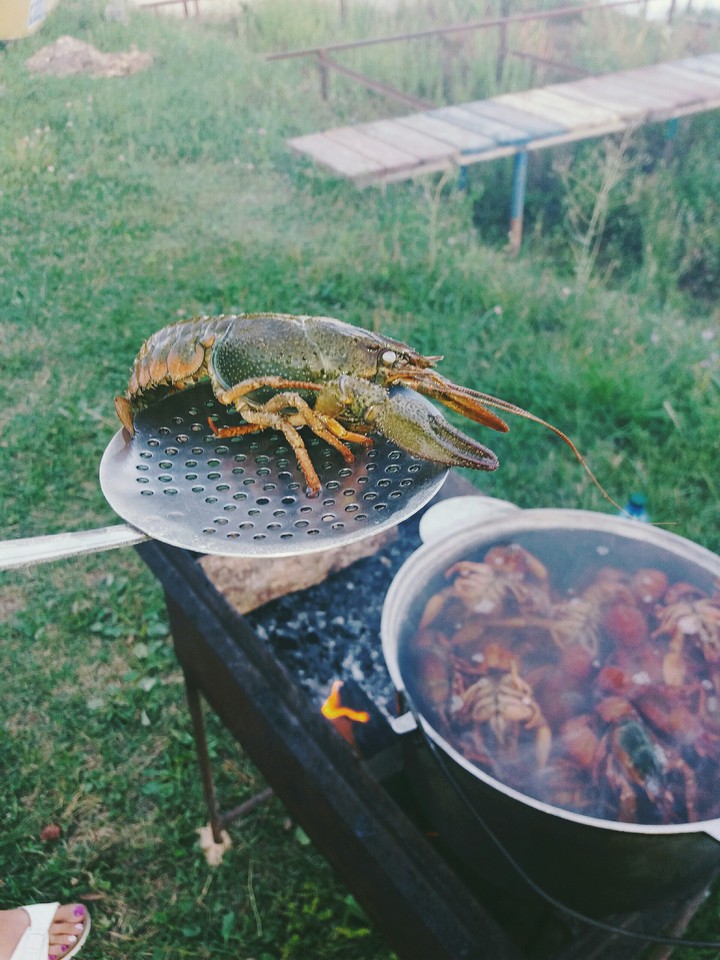 summer  crawfish