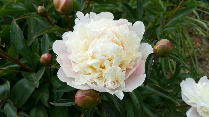 pivoine
