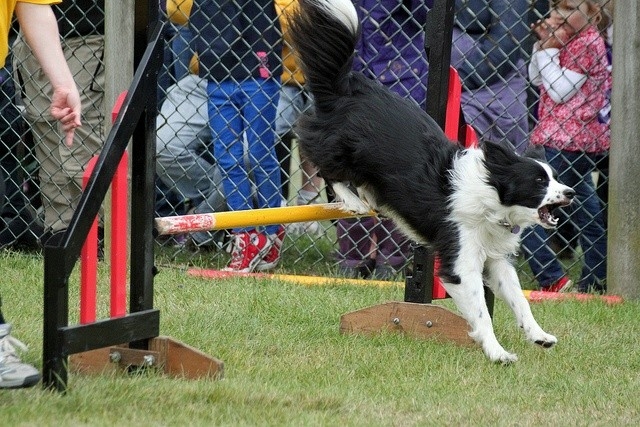 The Border Collie Because There Is No Better Dog