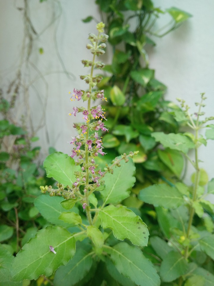 Tulsi
