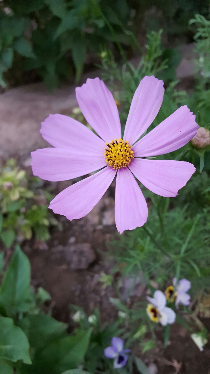 a nice flower in my garden