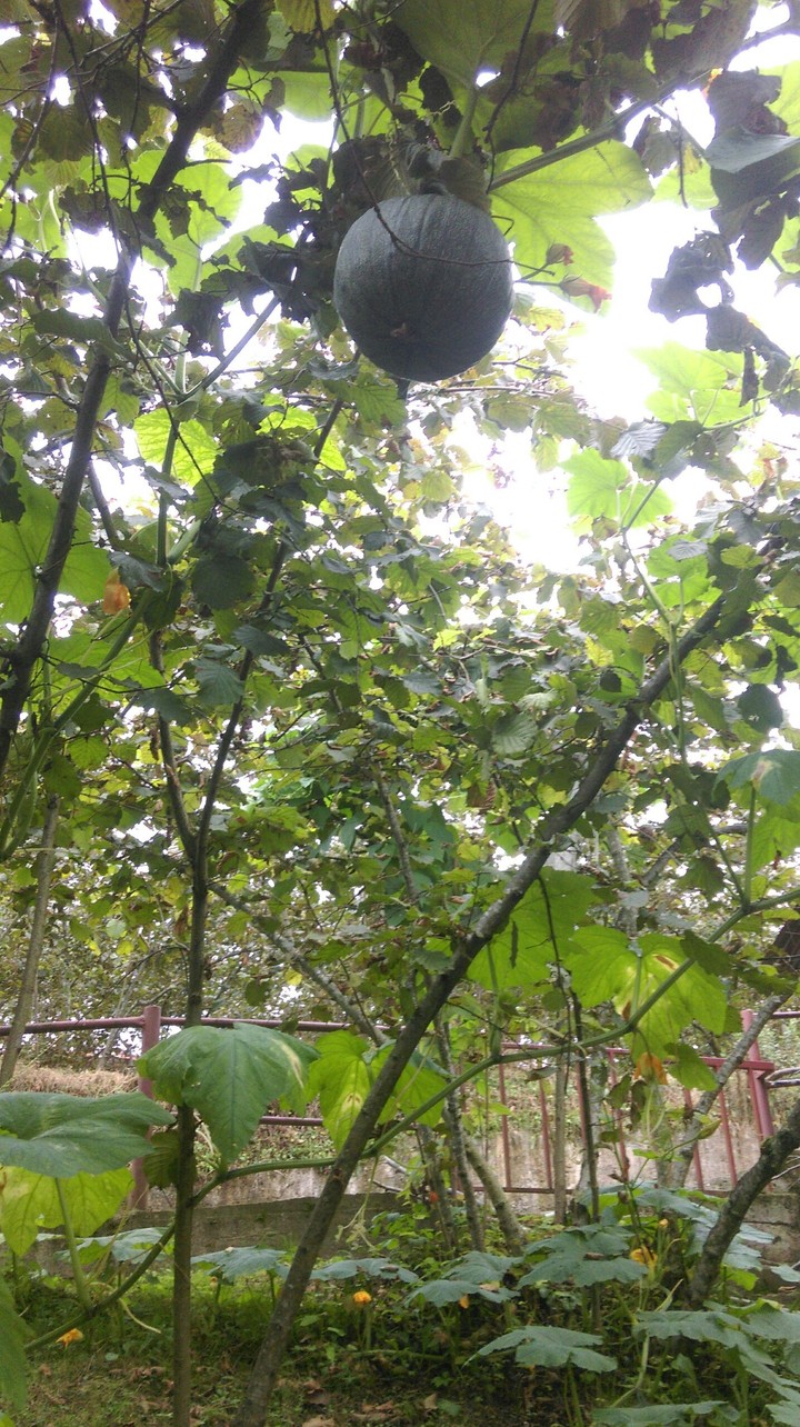 cabagge is on the tree