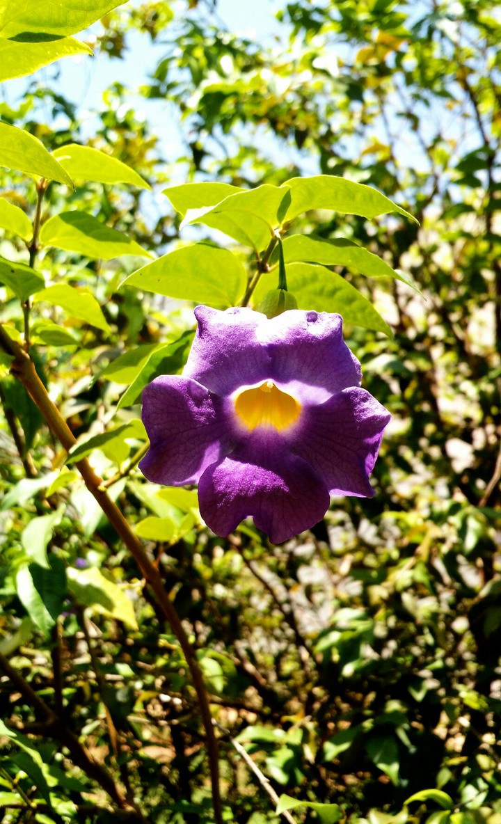 flor roxa