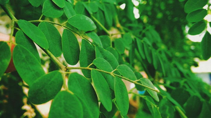 Beauty Of Leafs.....