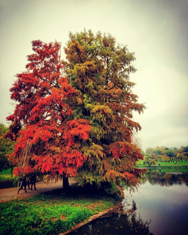 Photo in Tineretului park
