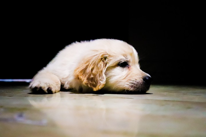 sad pup