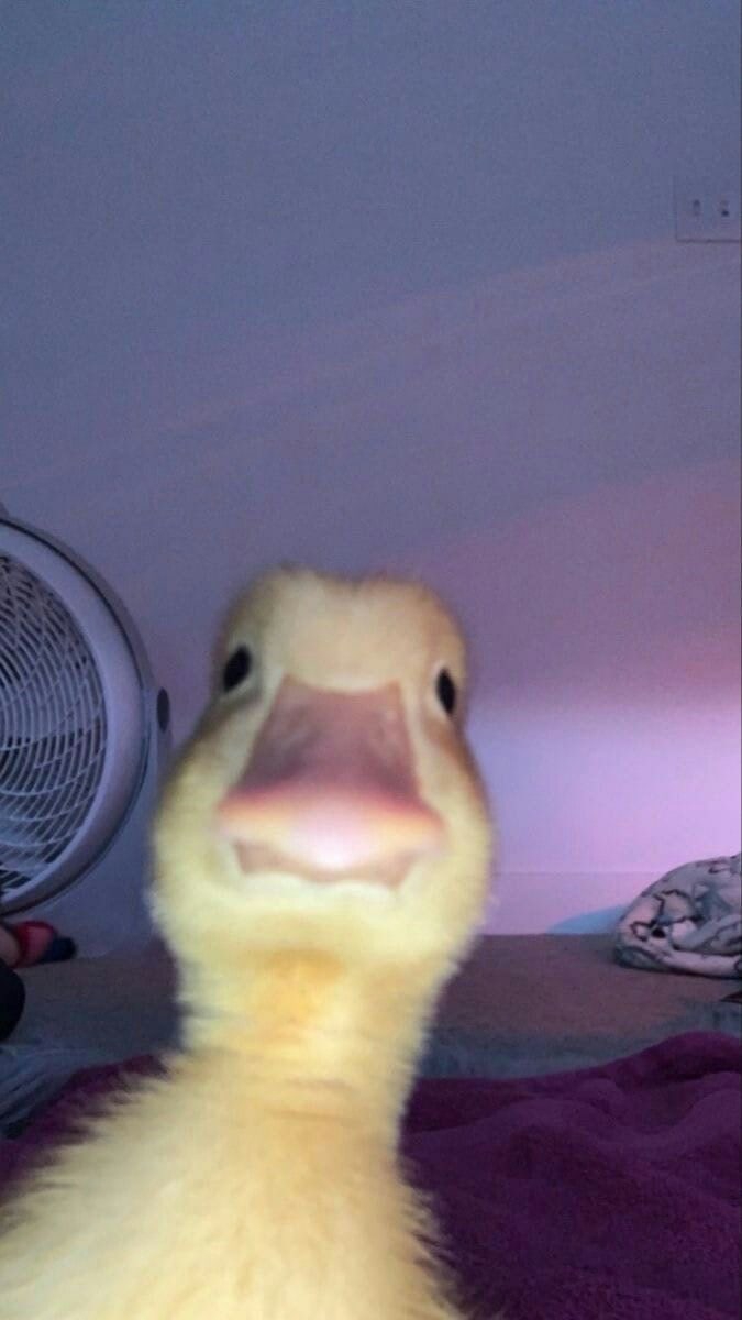 selfie feat. duck
