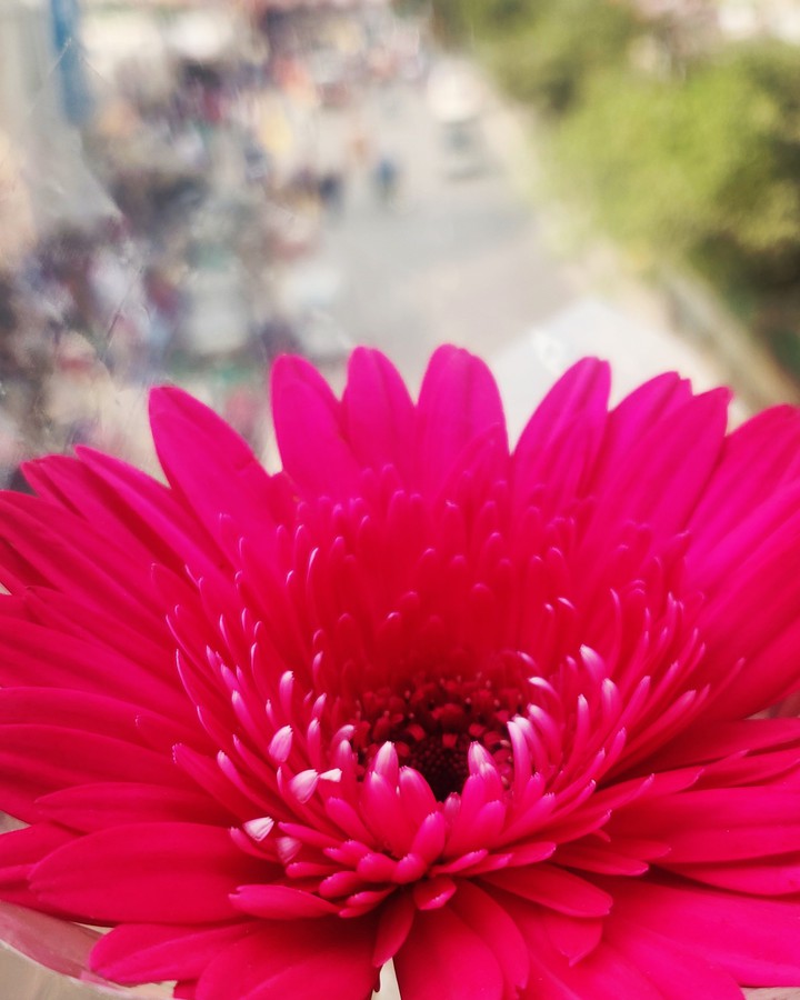ফুল নিলখেত