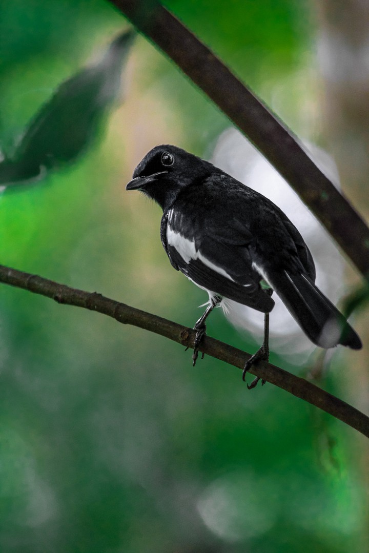 black bird