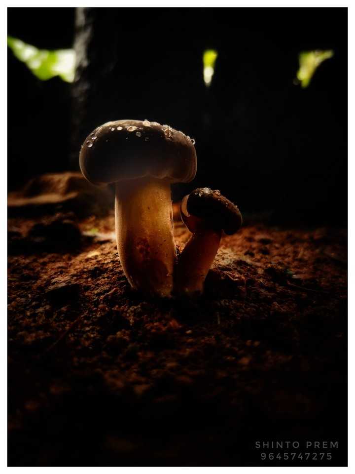 mushroom