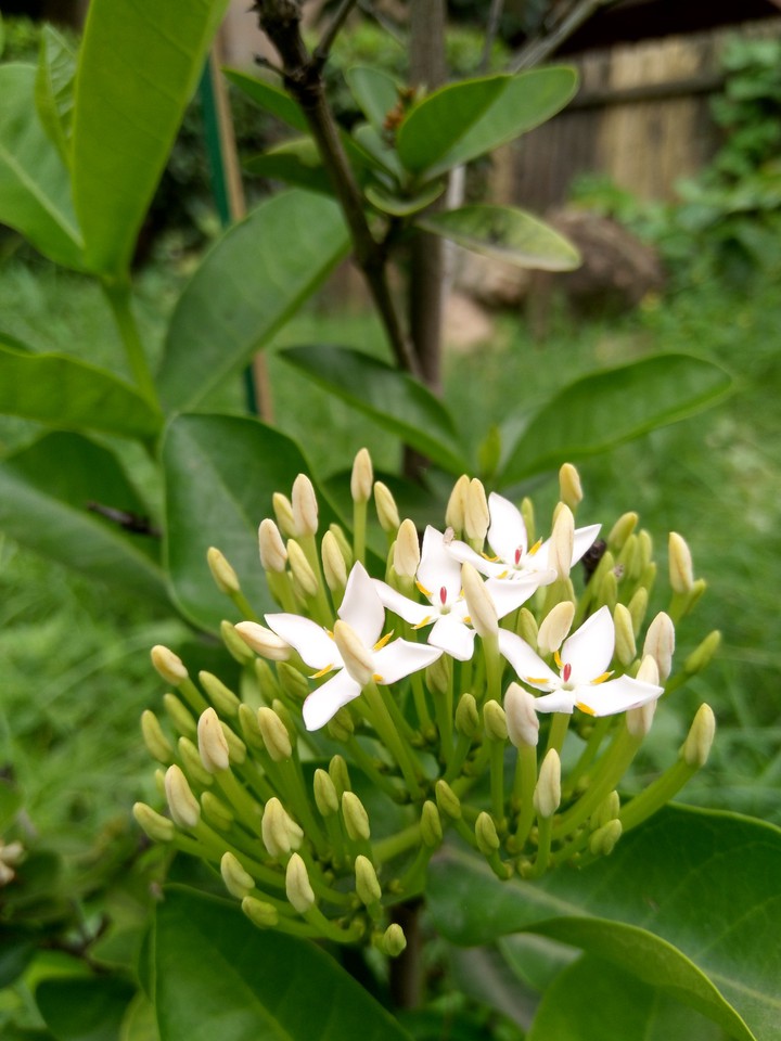 journey of a flower
