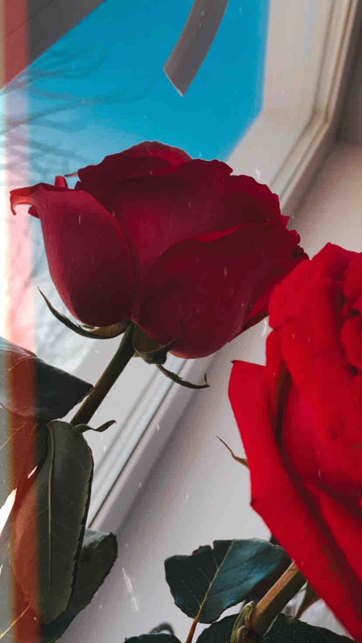 roses
