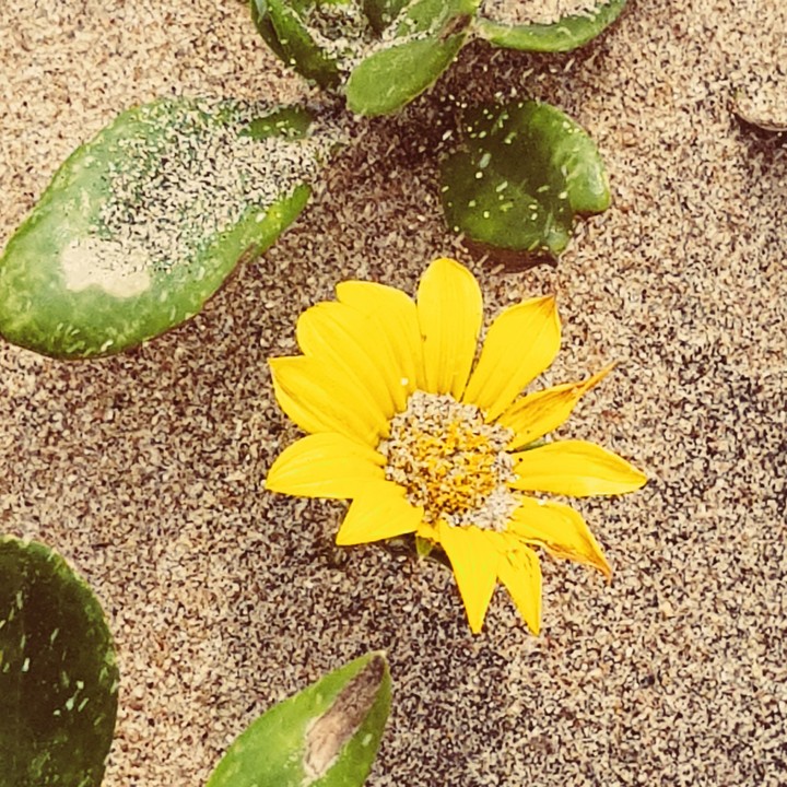 gem in the sand