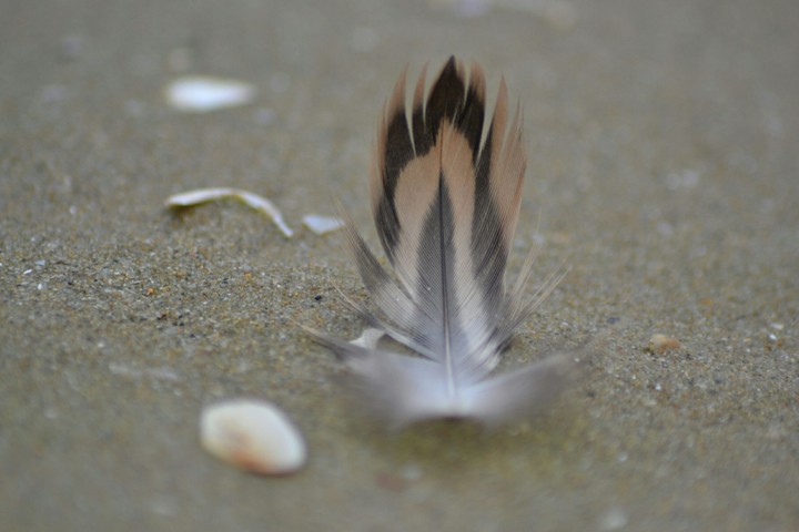 macro