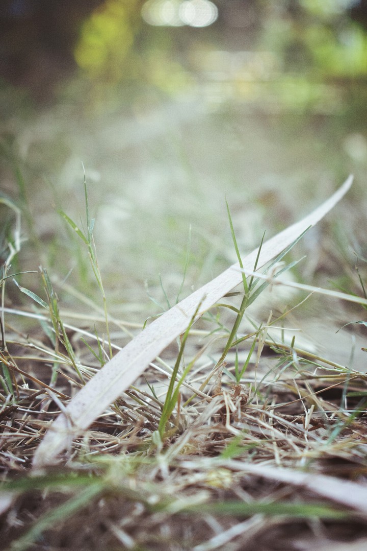 grass