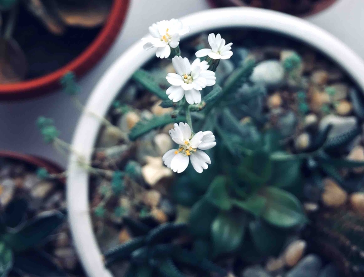 #plant#flover