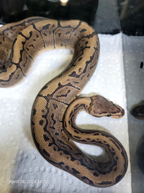 sfondi serpent, Art