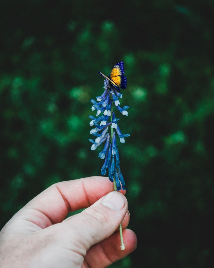 butterfly