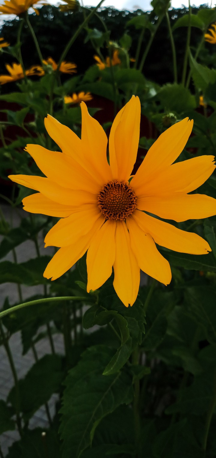 Yellow flower