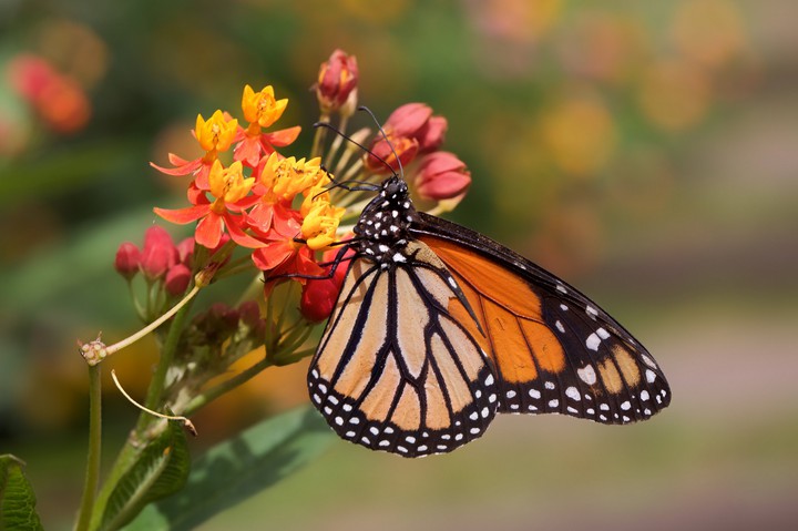 Butterflies