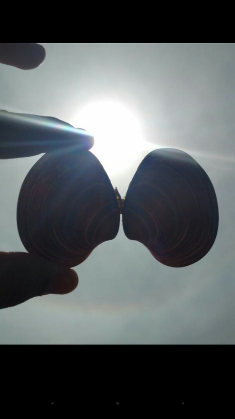 caracol unido