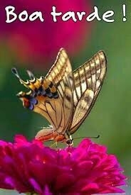 borboleta