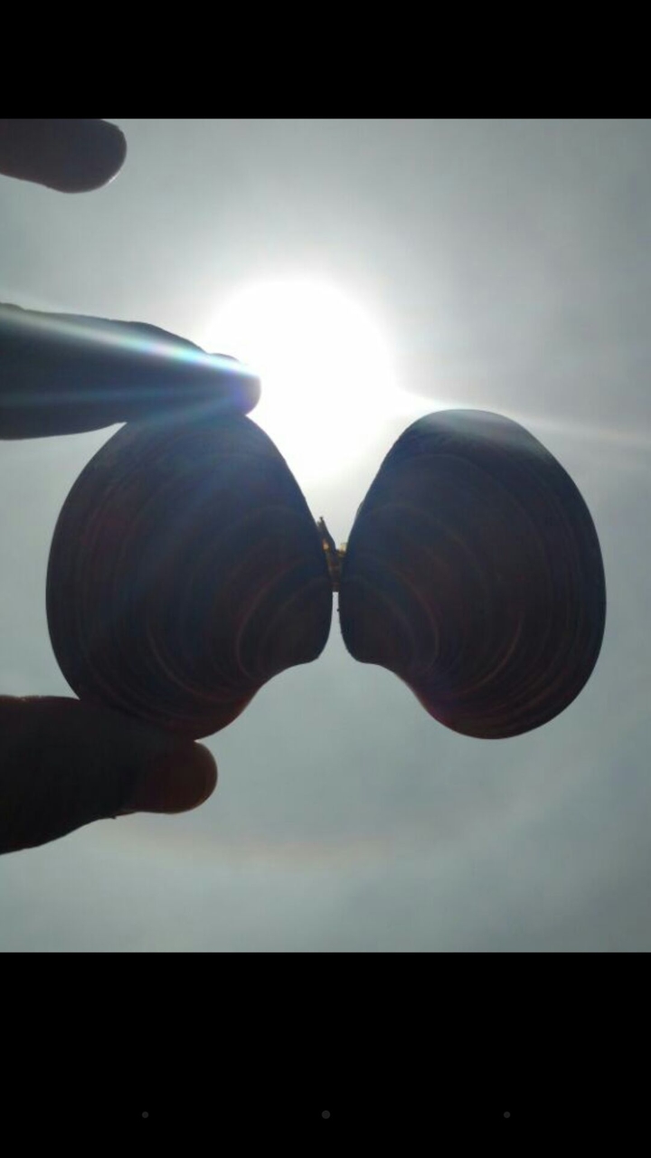 caracol unido