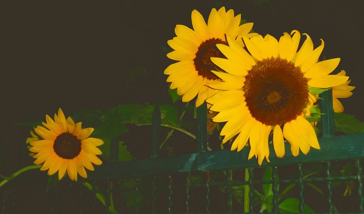 Night sunflowers