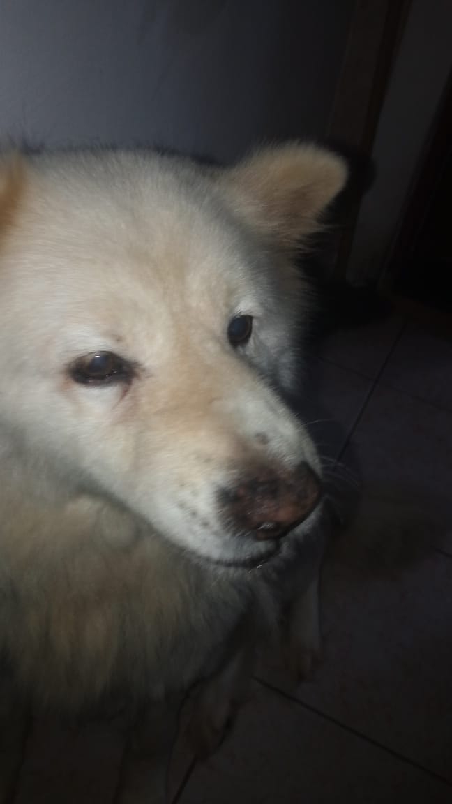 fofonor