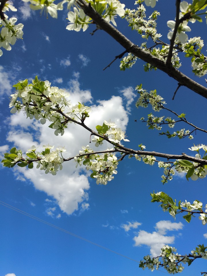 blooming Apple blossoms in may