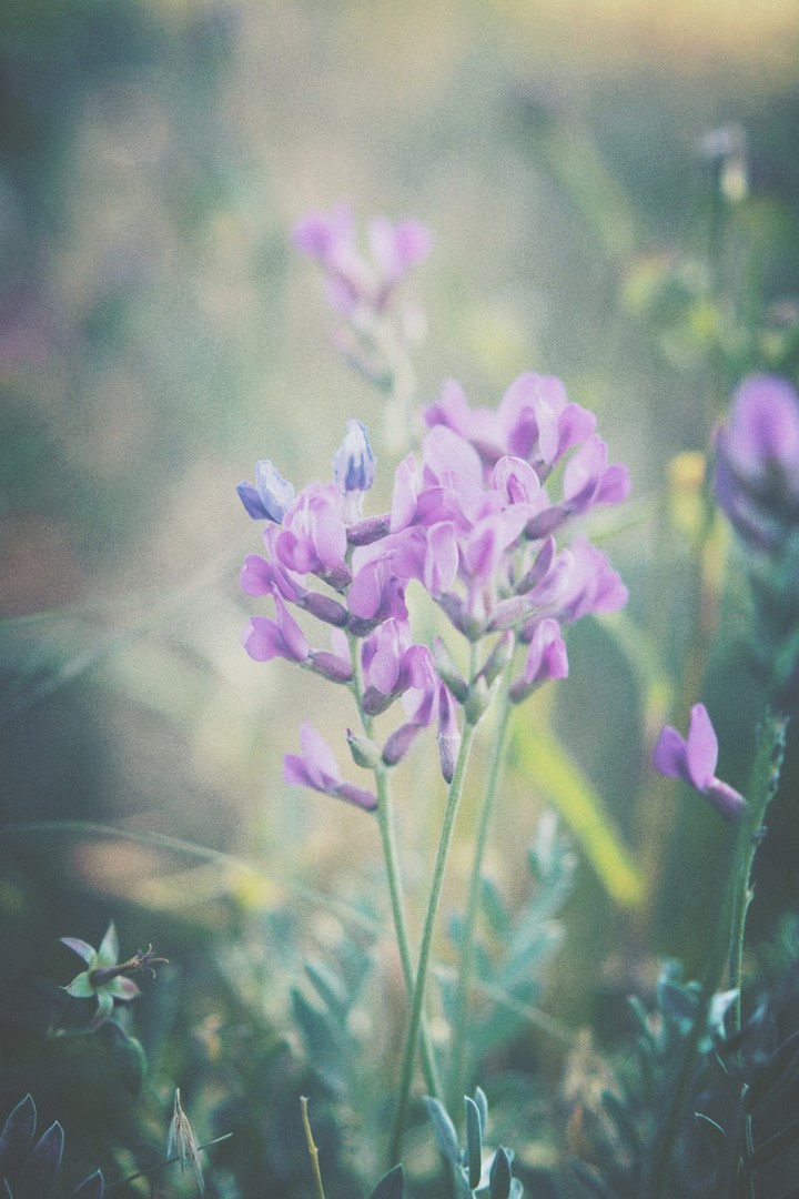 The Delicate Things