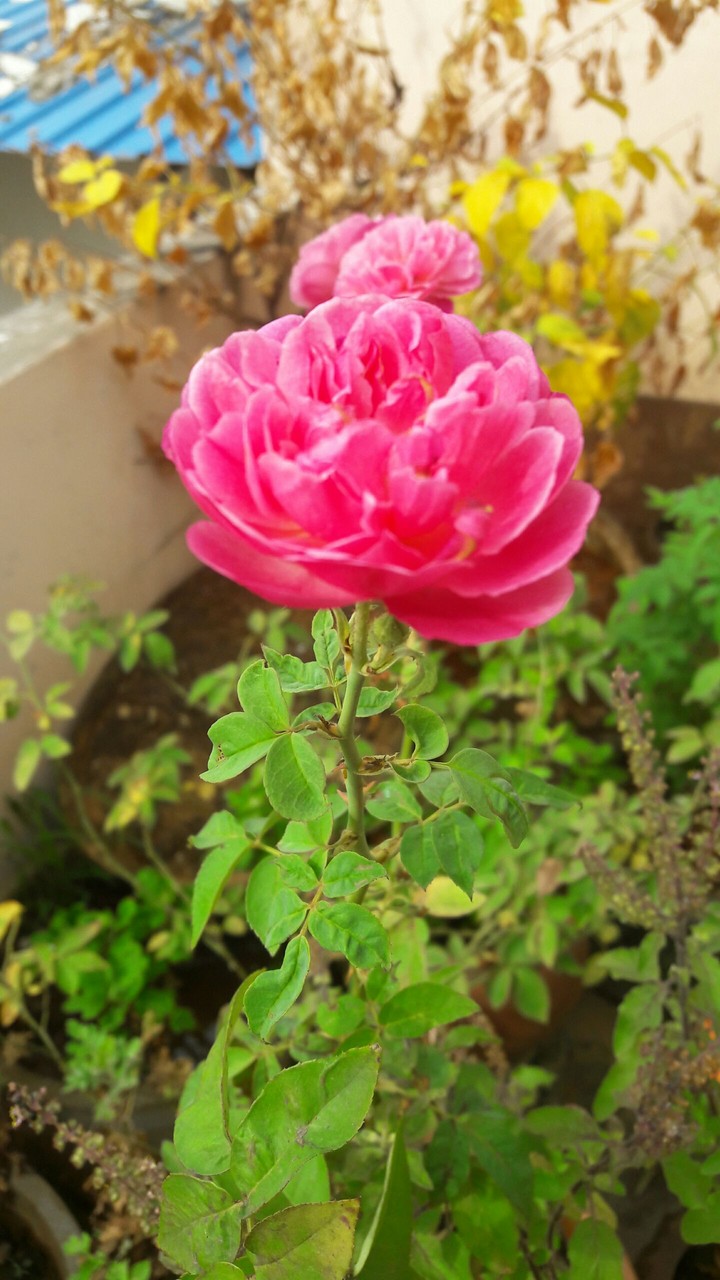 rose