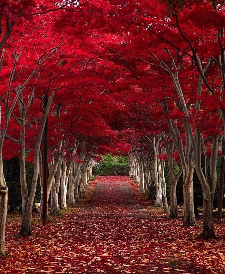 red jungle