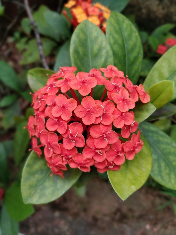 Flowers