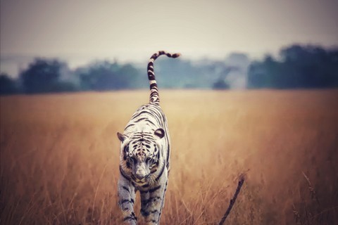 tiger
