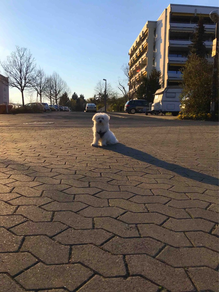 Puppy