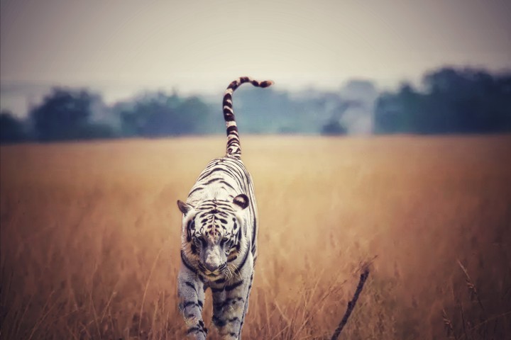 tiger