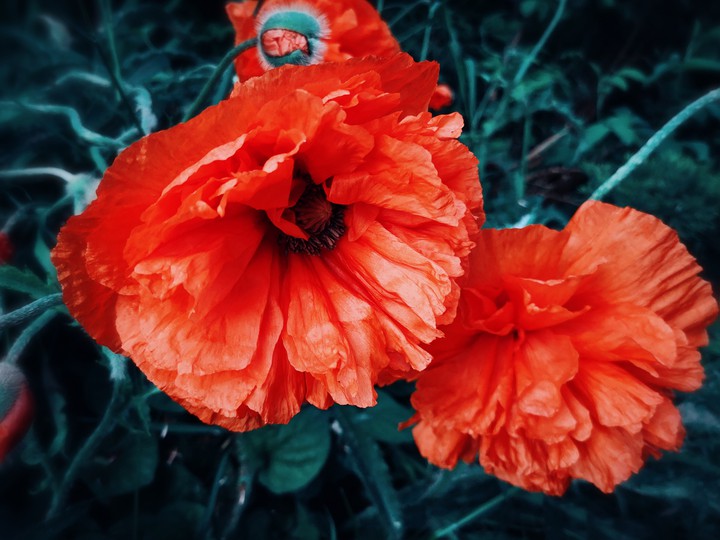 red in the dark