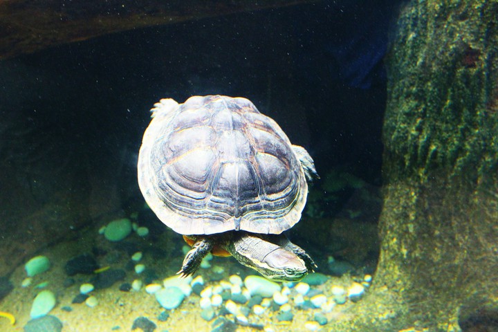 Flying Turtle, Singapore Zoo