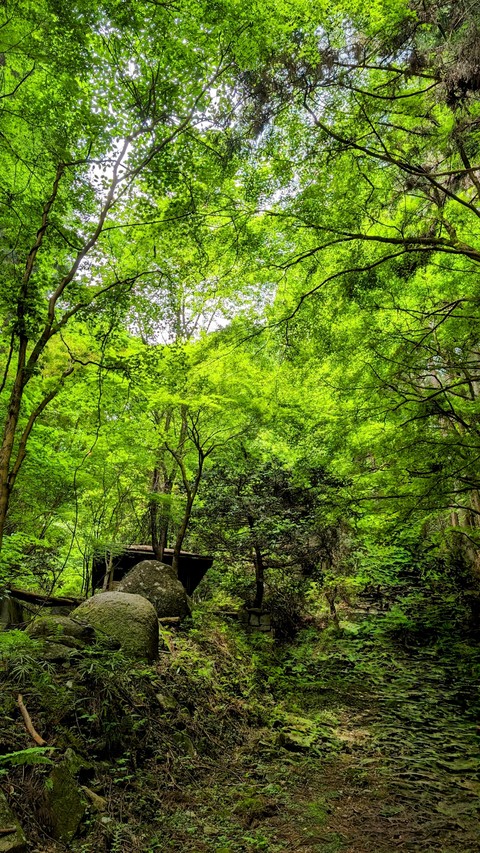 тапети tree, trunk