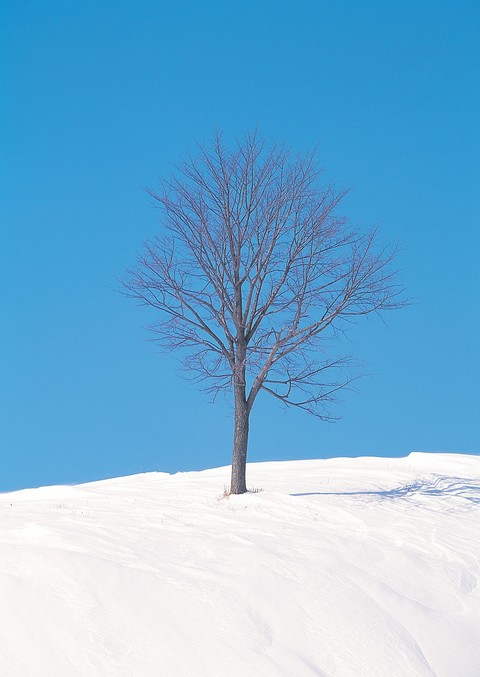 خلفيات blue, twig