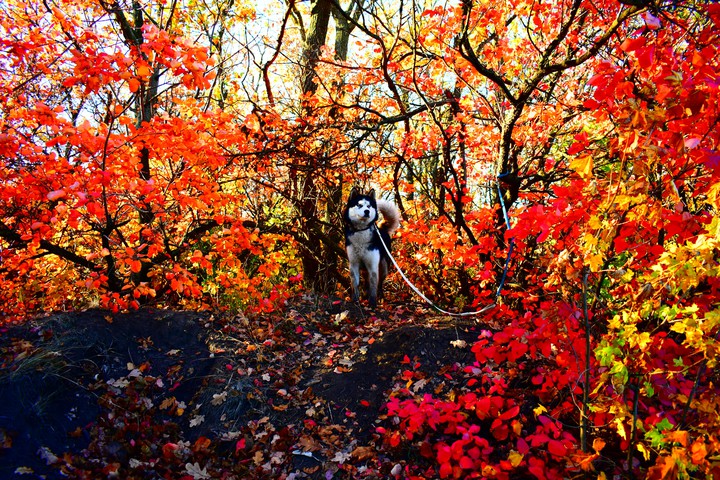 Siberian husky in the autumn forest