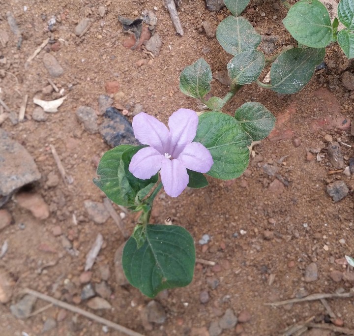 Ruellia humilis