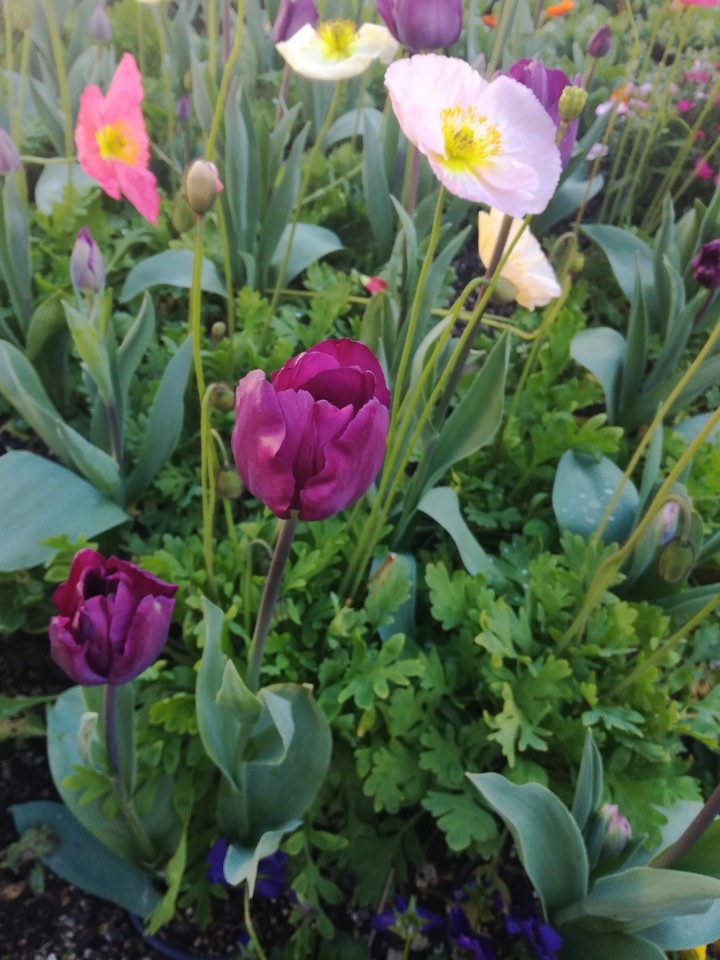 Bloom Please