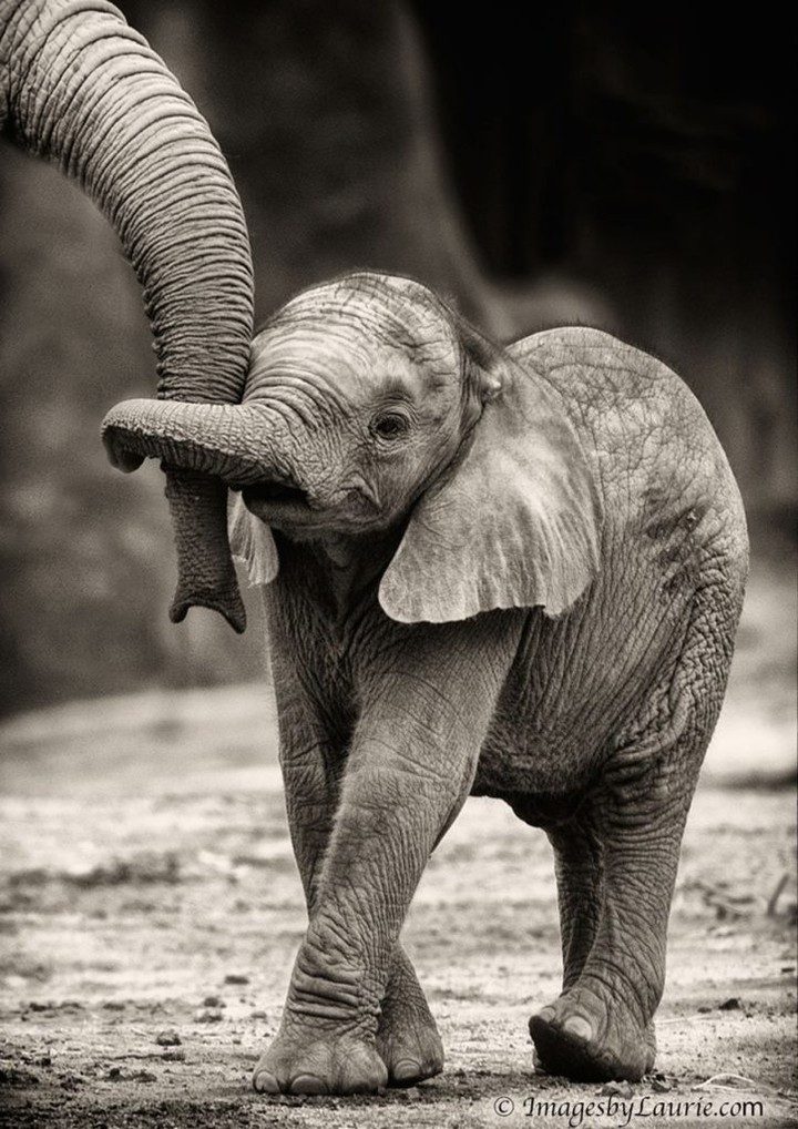 Elefant