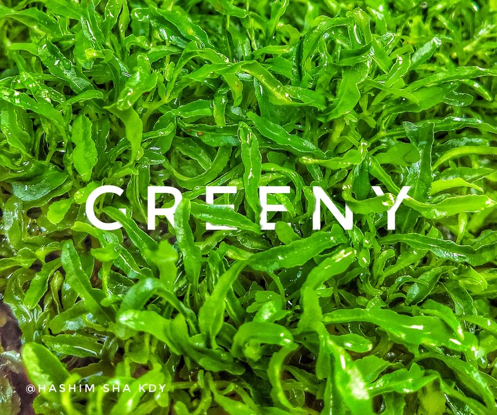 greeny