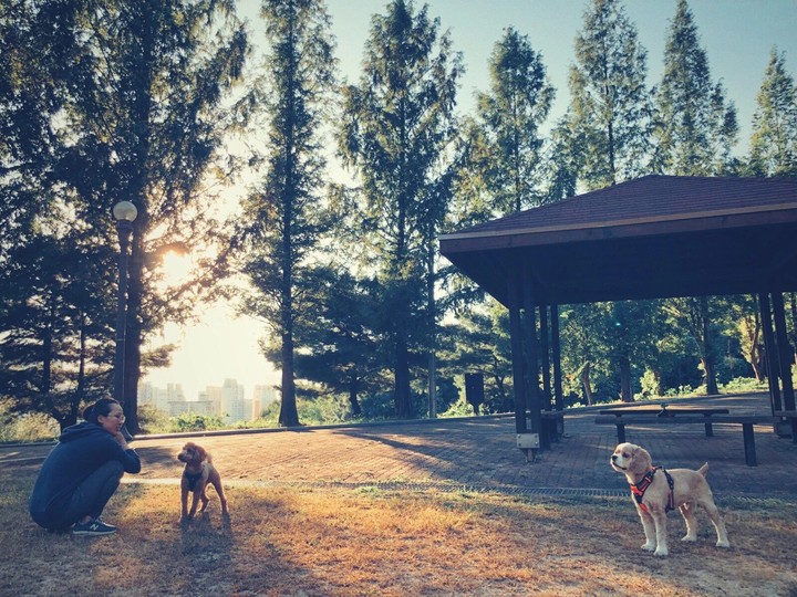 Dog Sunshine